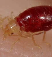 bed-bug-nymph-drinking-blood
